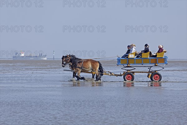 Horse-drawn carriage tour through the mudflats