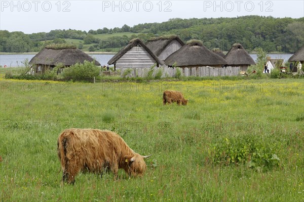 Scottish Highland Cattle grazing on a pasture in front of Viking houses in Hedeby Viking Museum