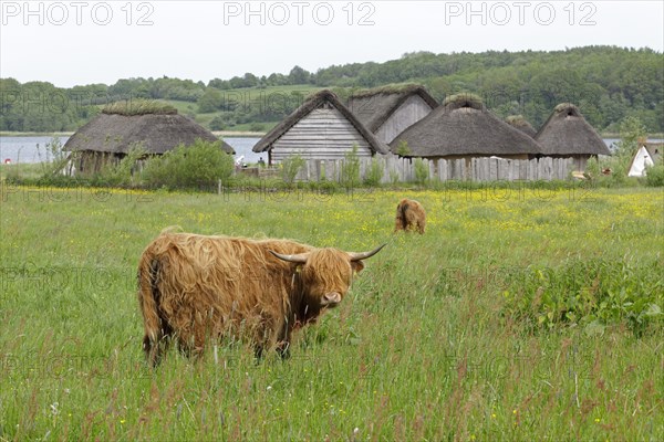 Scottish Highland Cattle grazing on a pasture in front of Viking houses in Hedeby Viking Museum