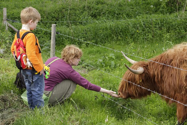 Woman stroking a Highland Cattle with a boy watching