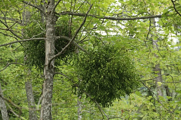 Mistletoe (Viscum sp.)