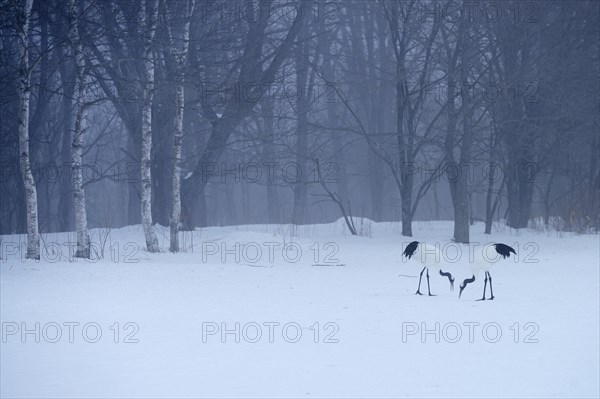 Flock of Red-crowned Cranes