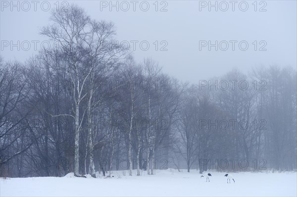 Flock of Red-crowned Cranes