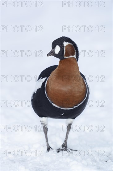 Red-breasted Goose (Branta ruficollis)