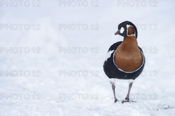 Red-breasted Goose (Branta ruficollis)