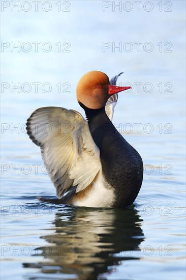 Red-crested Pochard (Netta rufina)