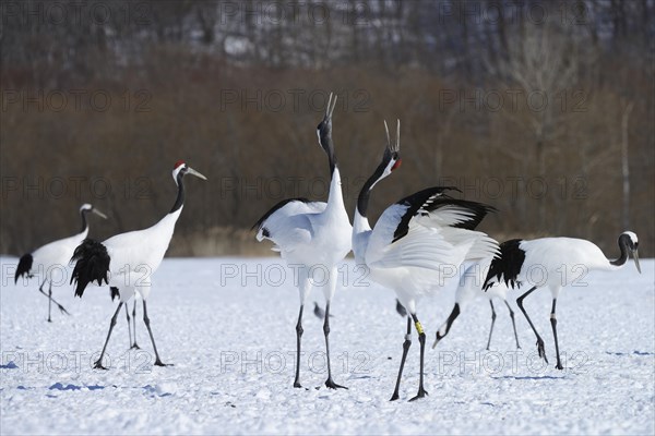 Red-crowned Cranes