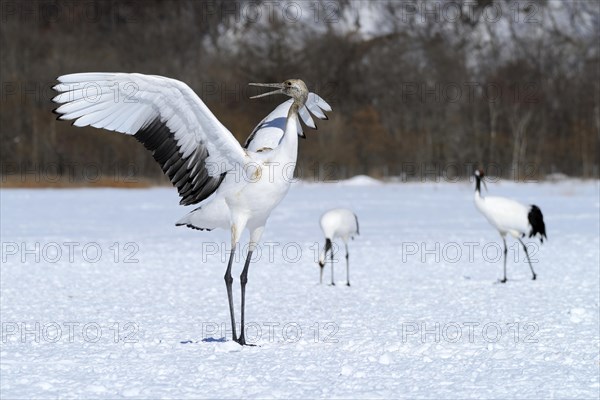 Red-crowned Cranes