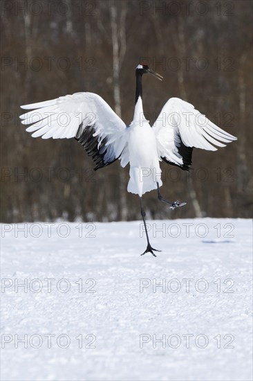 Red-crowned Crane