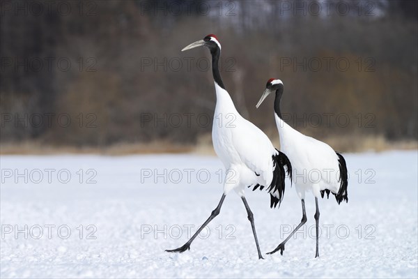 A pair of Red-crowned Cranes