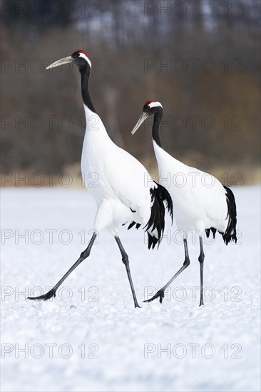 A pair of Red-crowned Cranes
