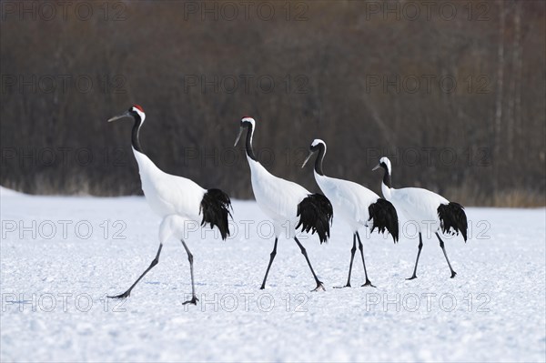 Red-crowned Cranes