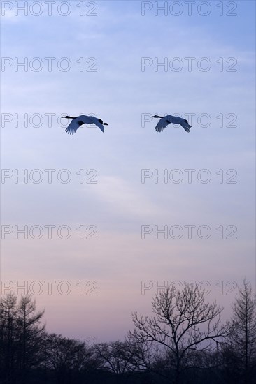 Red-crowned Cranes