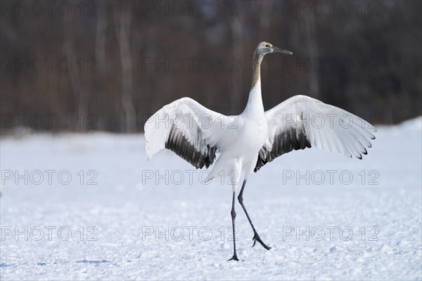 Red-crowned Crane