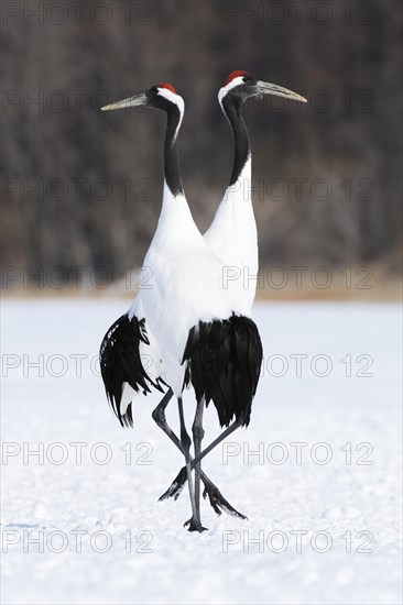 A pair of Red-crowned Cranes