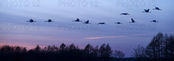 Red-crowned Cranes