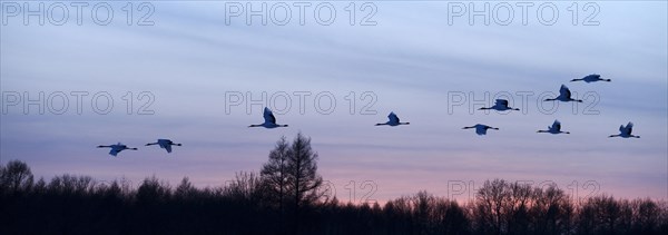 Red-crowned Cranes