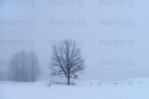 Flock of Red-crowned Cranes