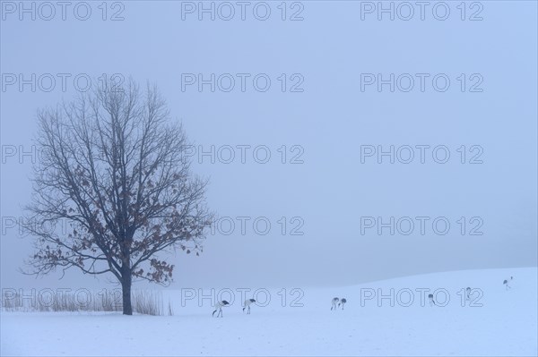 Flock of Red-crowned Cranes