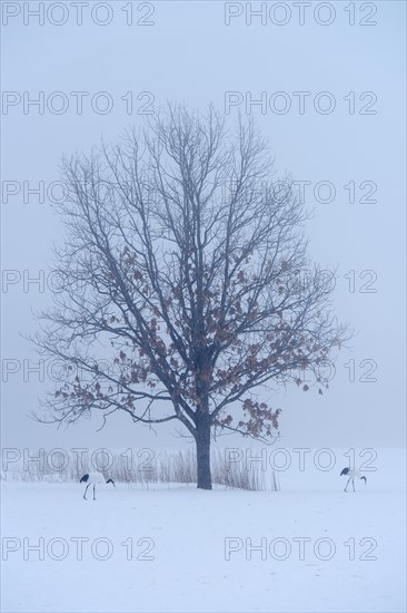 Flock of Red-crowned Cranes