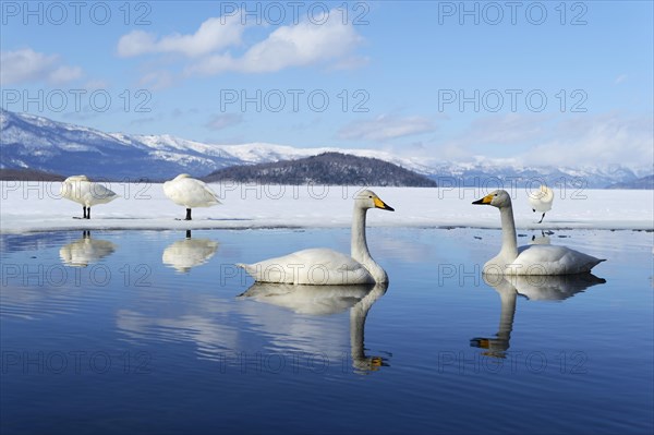 Whooper swans (Cygnus cygnus)