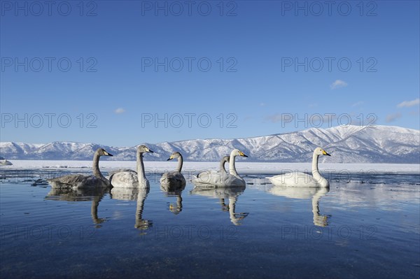 Whooper swans (Cygnus cygnus) with cygnets