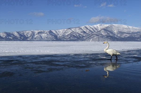 Whooper Swan (Cygnus cygnus)