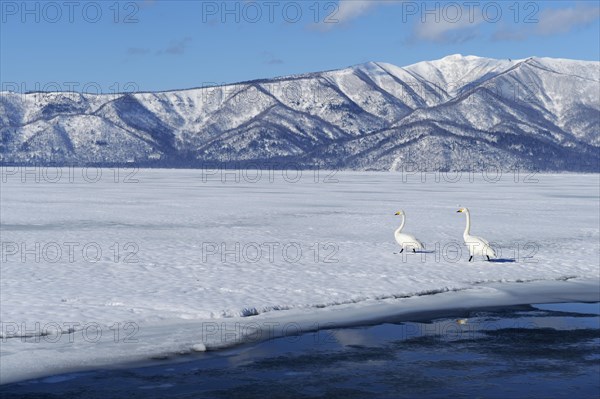 Whooper swans (Cygnus cygnus) moving on foot across a frozen lake