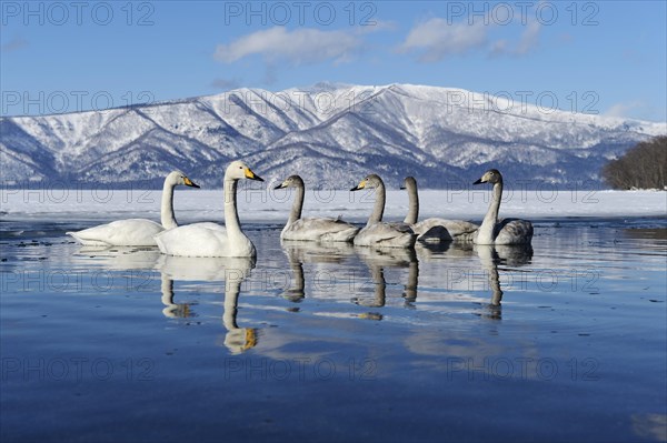 Whooper swans (Cygnus cygnus) with cygnets