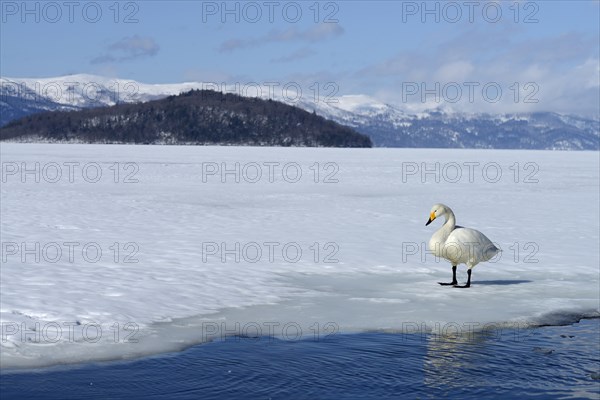 Whooper Swan (Cygnus cygnus) standing on a frozen lake