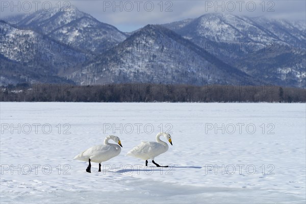 Whooper swans (Cygnus cygnus) moving on foot across a frozen lake