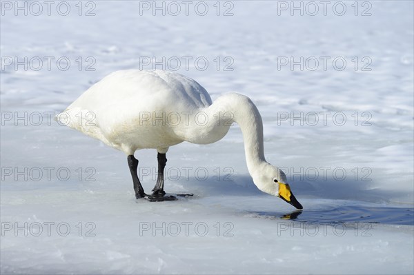 Whooper Swan (Cygnus cygnus) drinking water from an unfrozen part of the lake