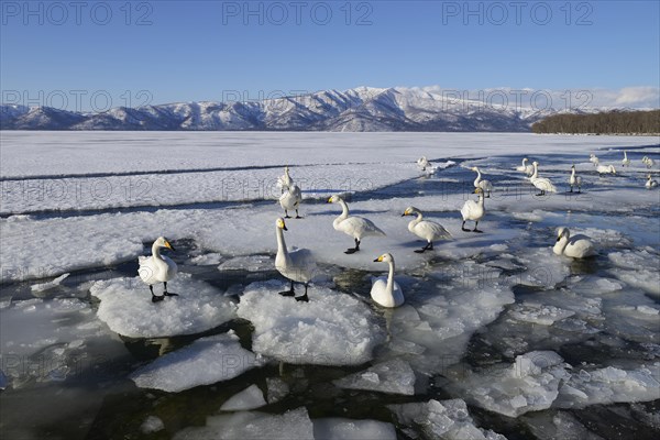 Whooper swans (Cygnus cygnus)