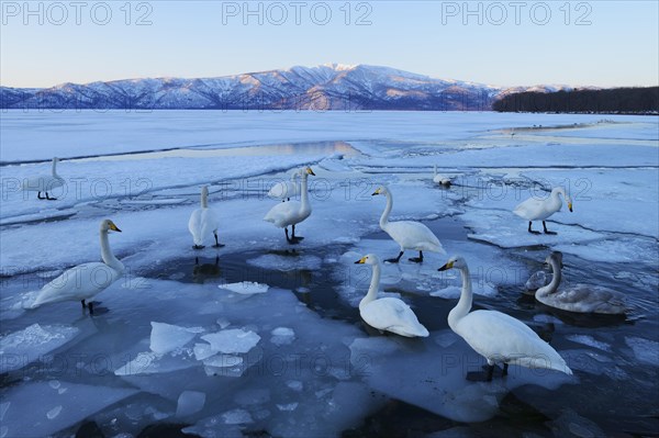 Whooper swans (Cygnus cygnus)