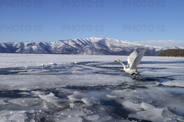 Whooper Swan (Cygnus cygnus)