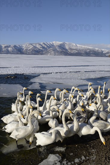 A flock of whooper swans (Cygnus cygnus) protecting each other from a cold wind