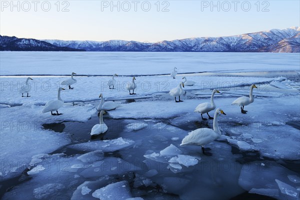 Whooper swans (Cygnus cygnus)