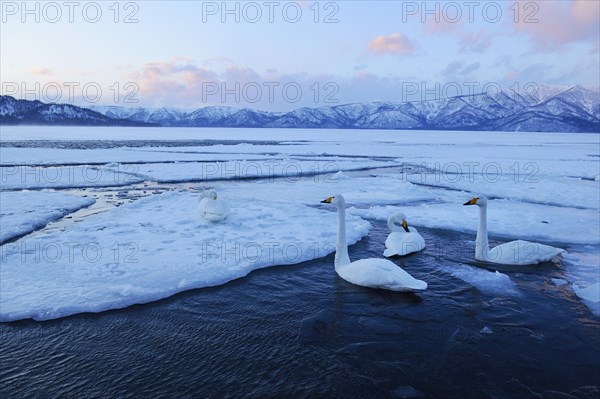 Whooper swans (Cygnus cygnus) swimming in an ice-free part of a lake
