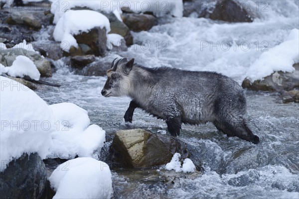 Japanese serow goat-antelope (Capricornis crispus