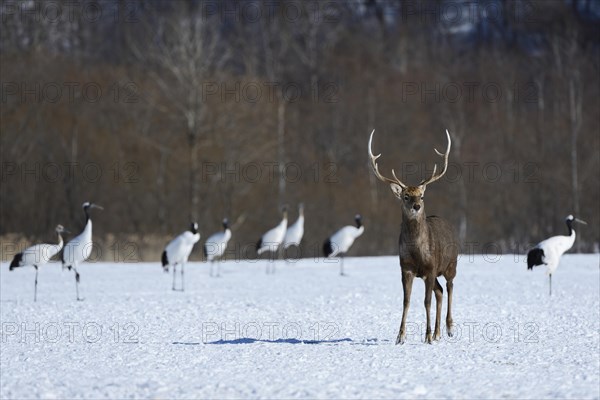 Hokkaido sika deer