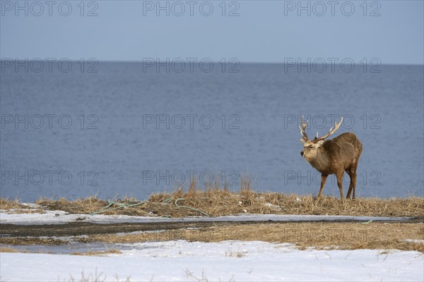 Hokkaido sika deer