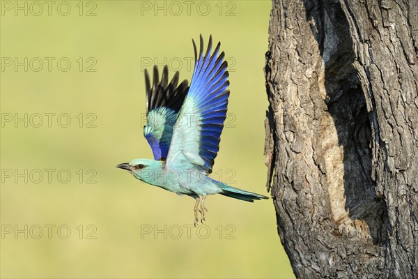 European Roller (Coracias garrulus)