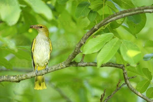 Golden Oriole (Oriolus oriolus)