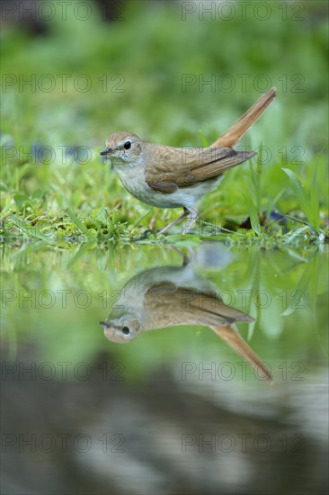 Nightingale (Luscinia megarhynchos) with its reflection in the water