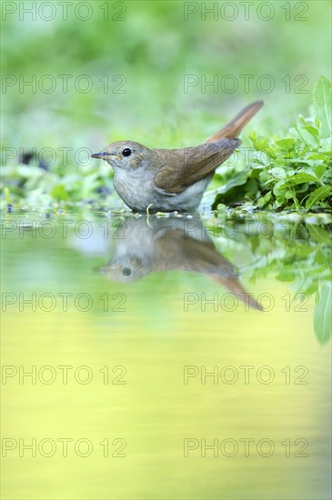 Nightingale (Luscinia megarhynchos) with its reflection in the water