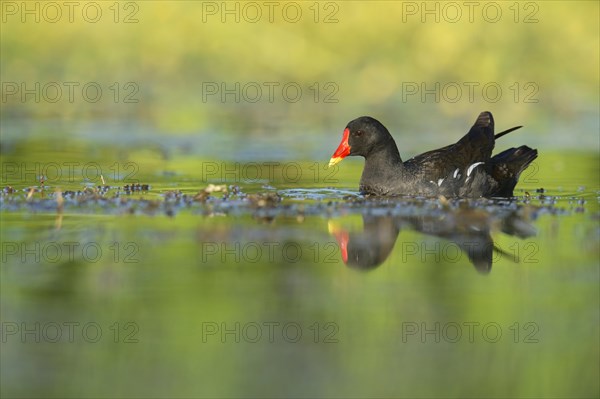 Moorhen (Gallinula chloropus) with its reflection in the water