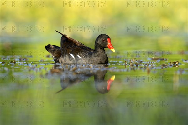 Moorhen (Gallinula chloropus) with its reflection in the water
