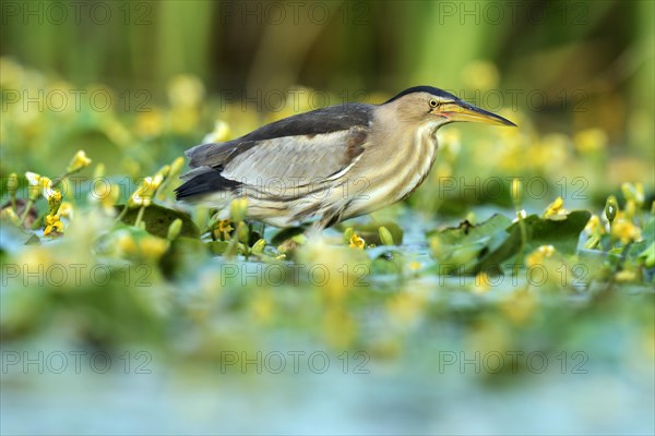 Little Bittern (Ixobrychus minutus)
