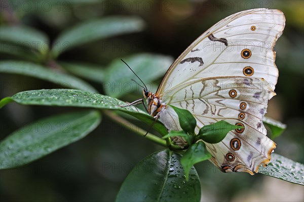 White Morpho butterfly (Morpho polyphemus)