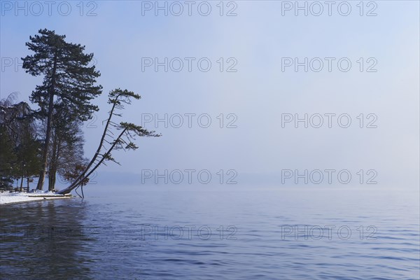 Slanted pine tree at the lakefront